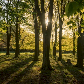 Hatfield Forest