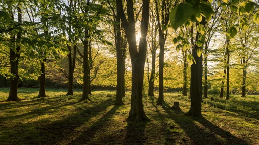 Hatfield Forest